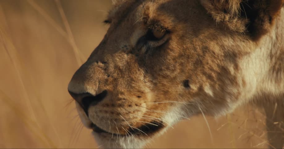 Closeup of a young lions face among reeds in the jungle