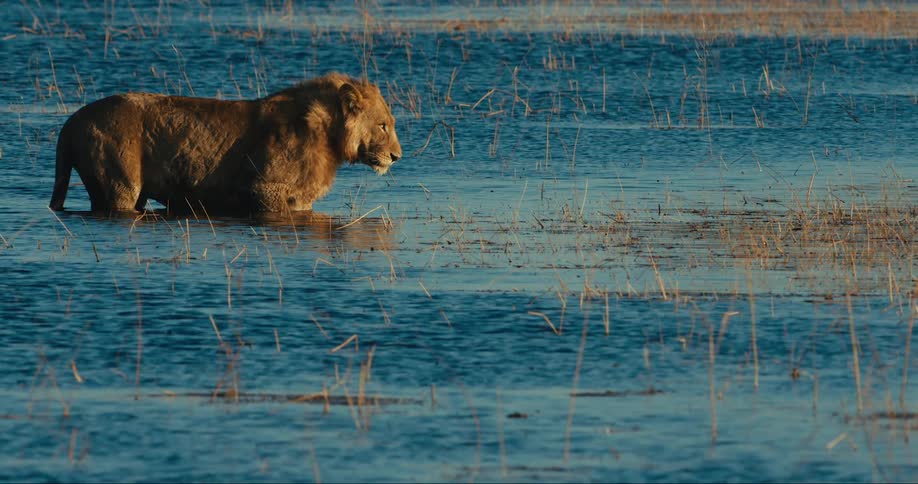 A lion stands in a very clear blue shallow river