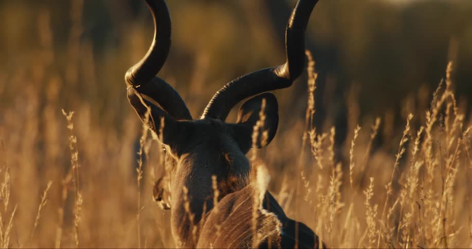 Horned antelope walking in reeds in the jungle