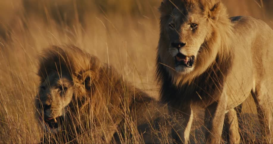 Sunlight shines upon lions relaxing and lying on the dry grass