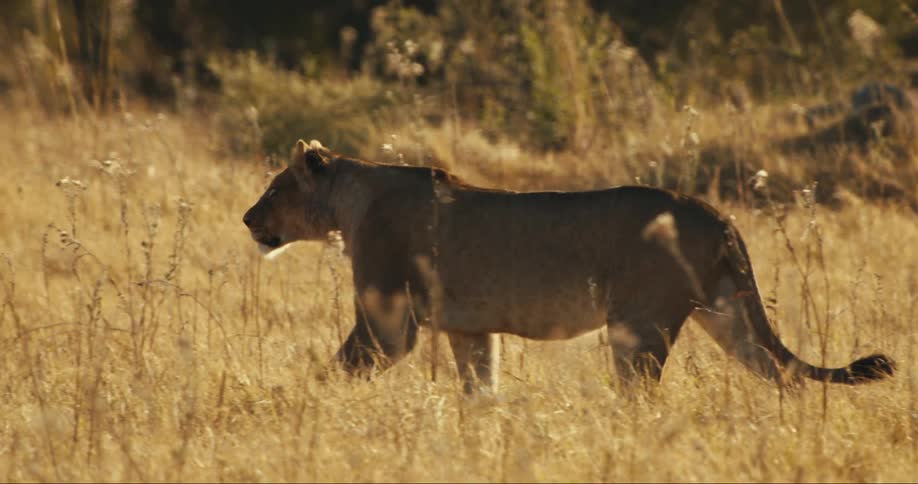 Lion walking in the savanna