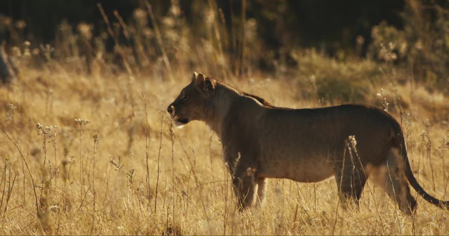 A lion stands in a field with tall grass with the sun shining on him