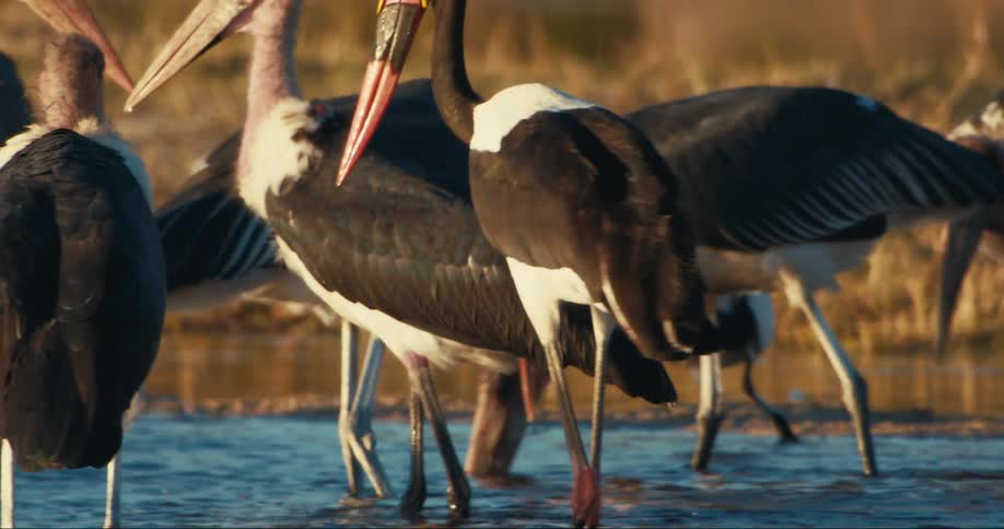 A group of storks are standing in a stream near a grassland