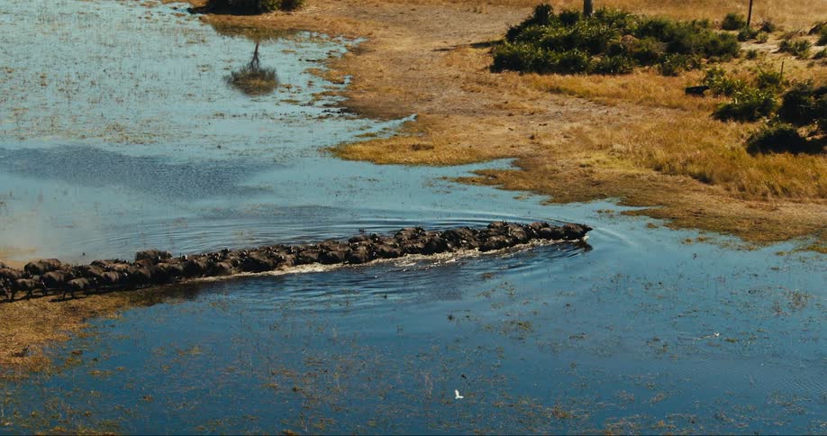A large herd of buffalo cross the swamp water