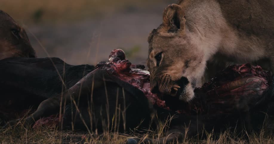 Two lions eating the flesh of a dead animal