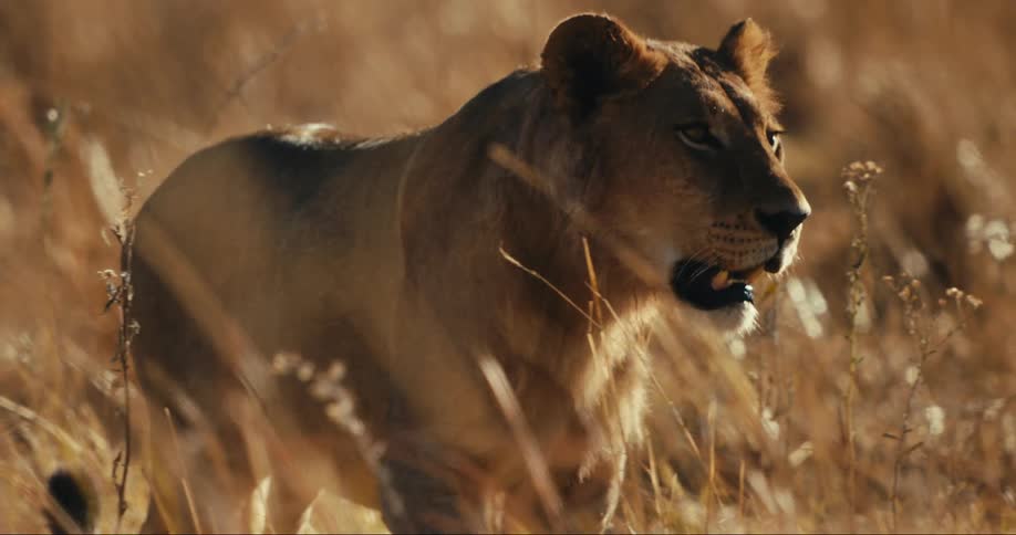 Young lion walking in the savanna