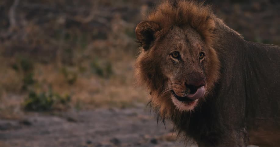 Lion cleaning his snout with his tongue