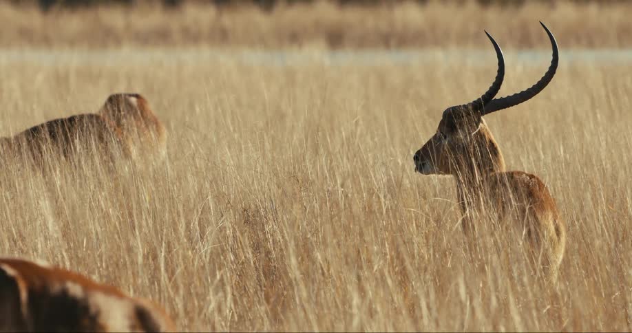 A group of animals are standing in the tall grass