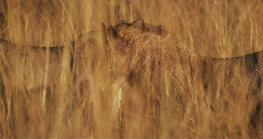 Two lions stand in the tall grass