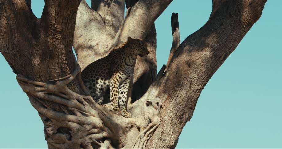 Leopard nestled among the branches of a tree in camouflage