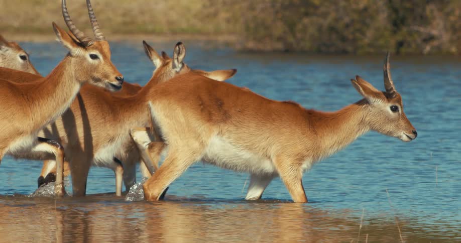 Group of lechwe antelopes walk in shallow water