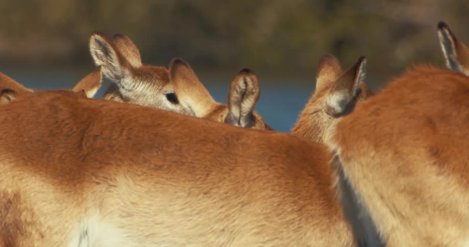 Group of red Lechwe in the wild by a lake