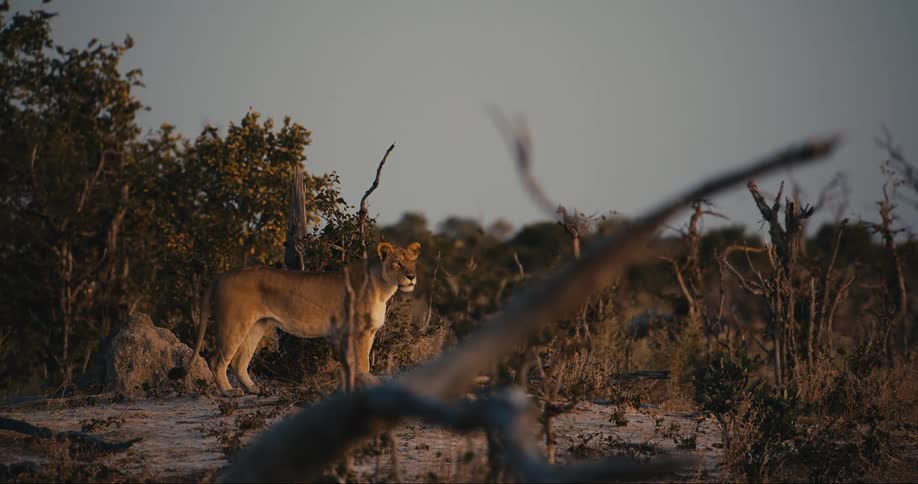 Young lion in the jungle watching at dusk