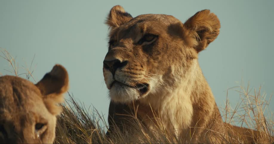 Two lions with one of them watching intently and the other blinking and resting
