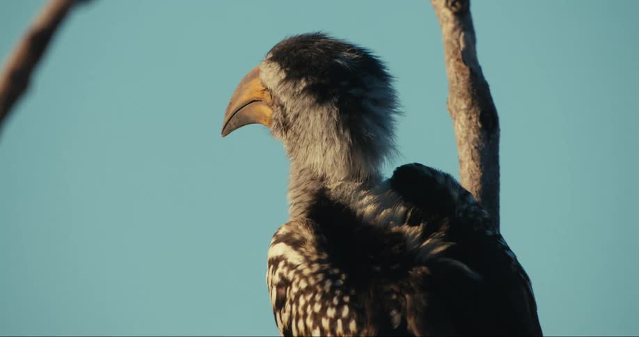 Closeup of a Southern Yellow-billed Hornbill on tree trunks with large curved beak and brown and white feathers against a clear blue sky