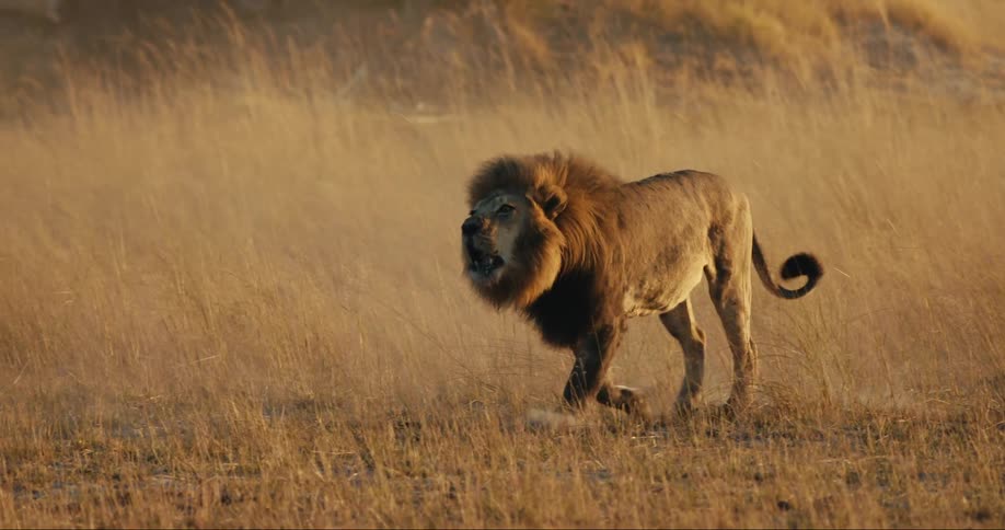 Lion moving its tail as it walks through a field of dry grass