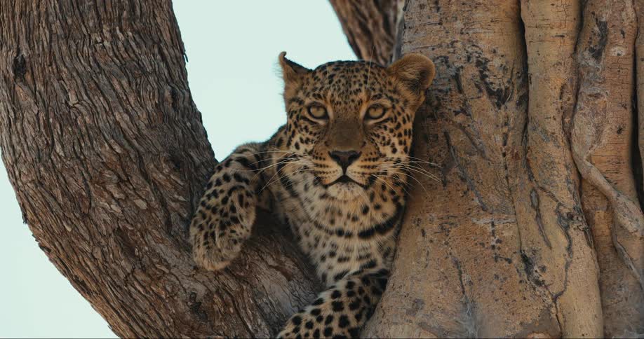 Leopard lying in a tree watching