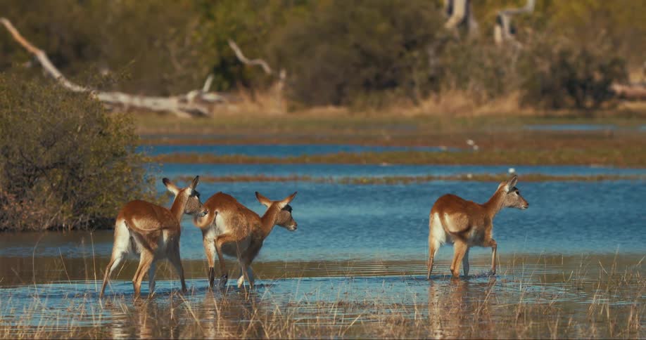 Three small red Lechwe crossing a lake in the jungle