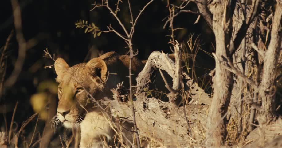 Lion walking in the jungle during the day