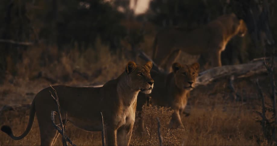 Three lions look around the savanna at dusk