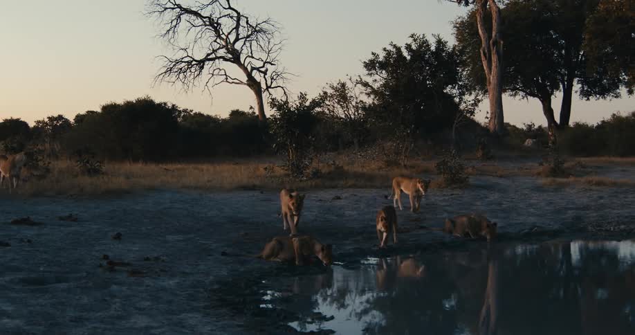A group of lions drink from the pond at dusk