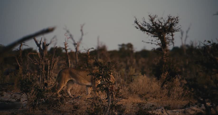 A lion walks over the field at dusk