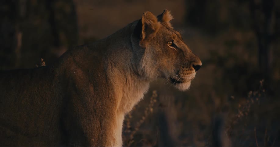 Lion looking sideways in the jungle at dusk