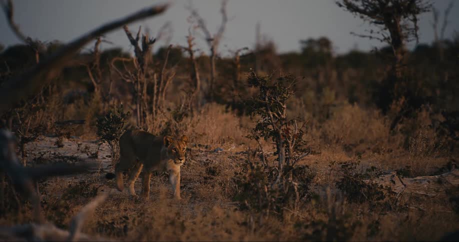 Lioness walking in a natural habitat in a savanna at dusk