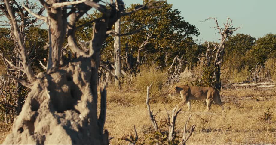 The lion walks through the savanna