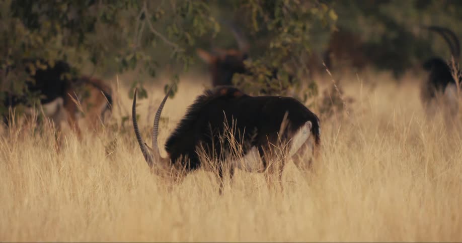 Sable antelopes walk in the jungle