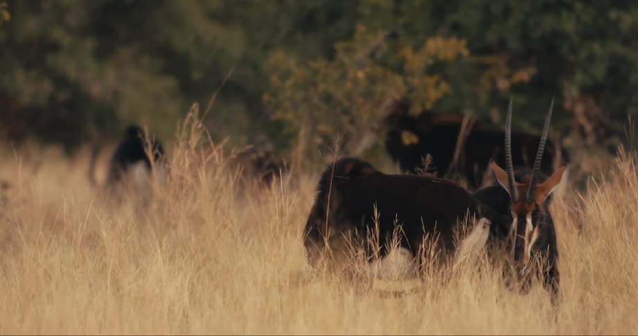 A herd of sable antelopes stand in the tall grass of the safari