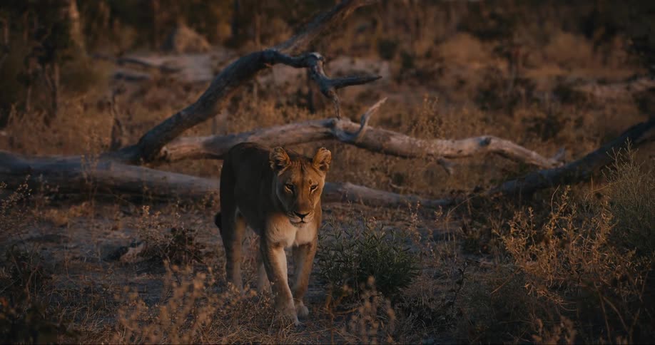 Two young lion walking in the jungle at dusk