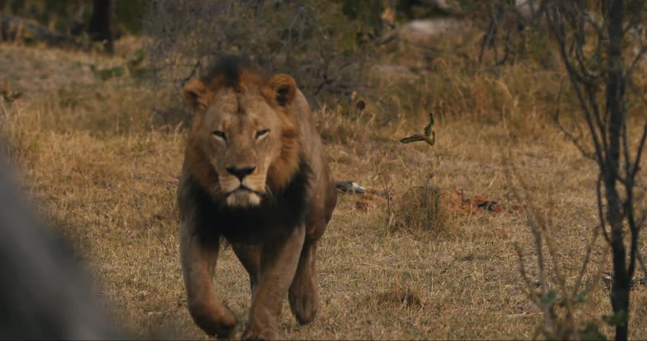 Lion running slowly in the jungle