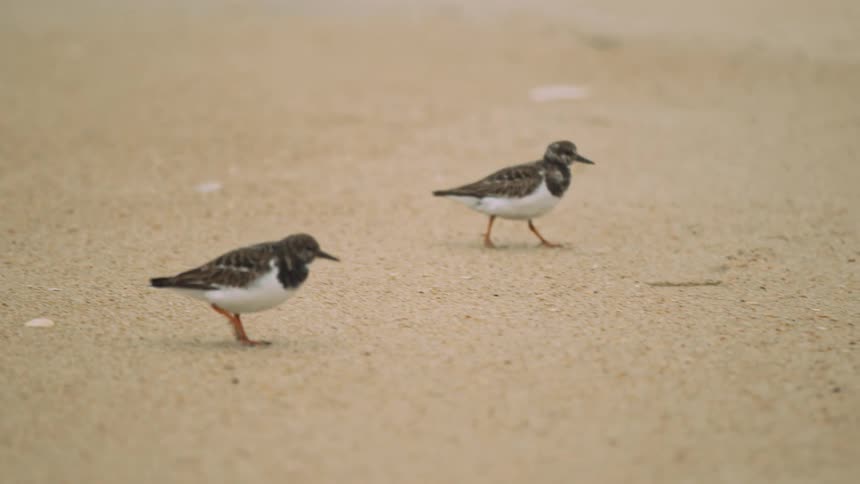 Two small birds walking on some sand