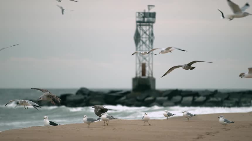 Many seagulls flying over the beach