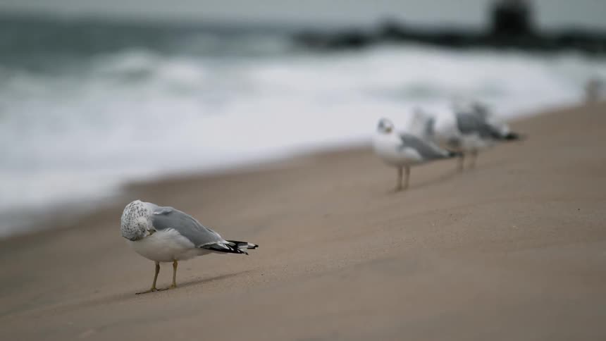 Seagulls standing at the water's edge on a beach