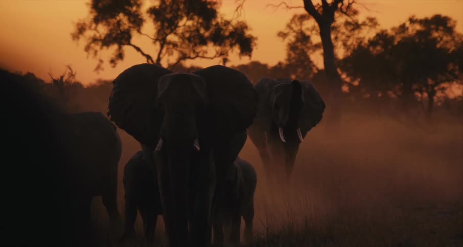 A group of elephants walk through the fog