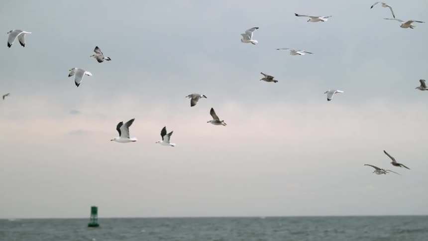 Flock of seagulls flying just above the water on a cloudy day