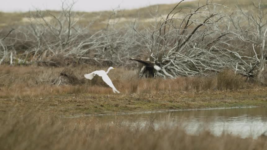 A white heron spreads its wings and takes off across a pond