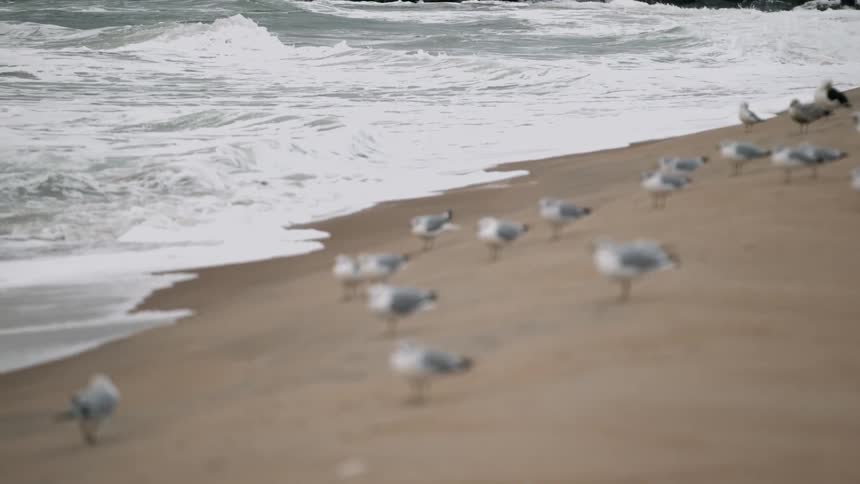 A flock of seagulls standing on a beach as the water is incoming