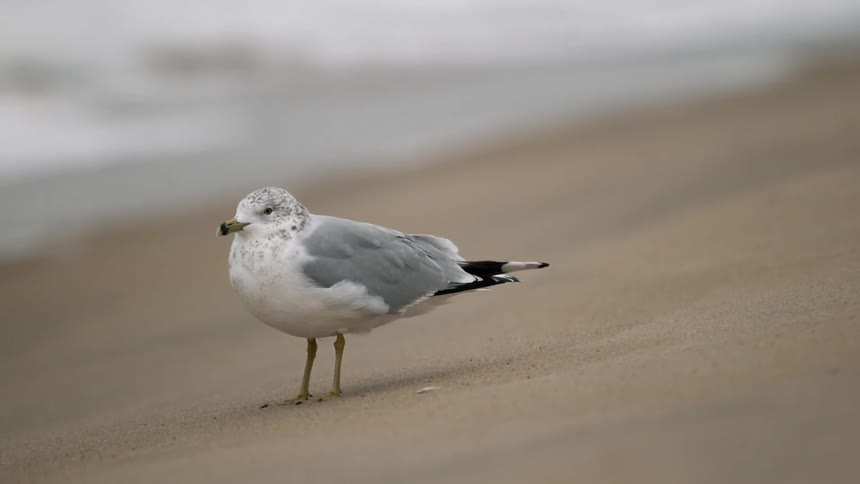 A seagull's feathers ruffle in the wind as it stands on a beach