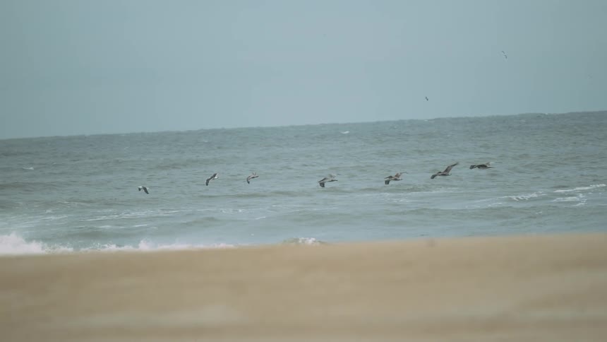 Birds flying above an ocean beach on sunny day