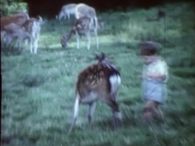 Toddler gets bitten by a wild deer