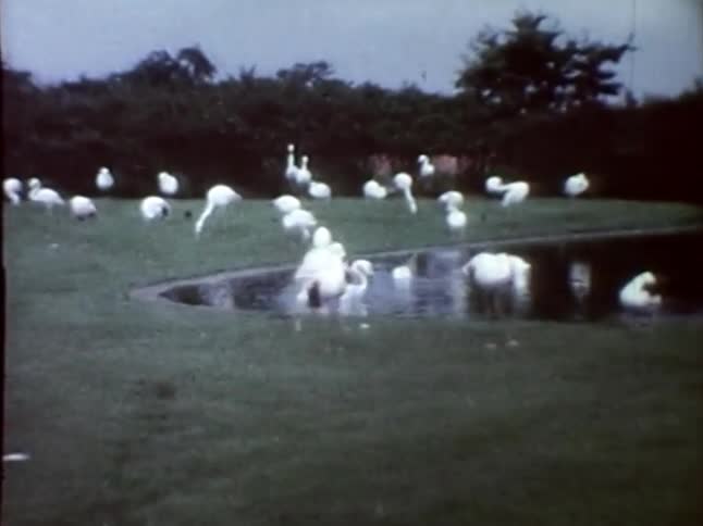 A flock of flamingos by the pond
