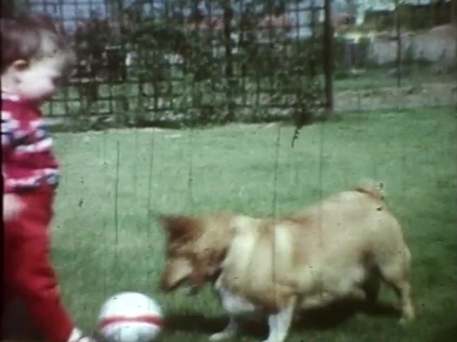 A toddler and his dog play with a ball