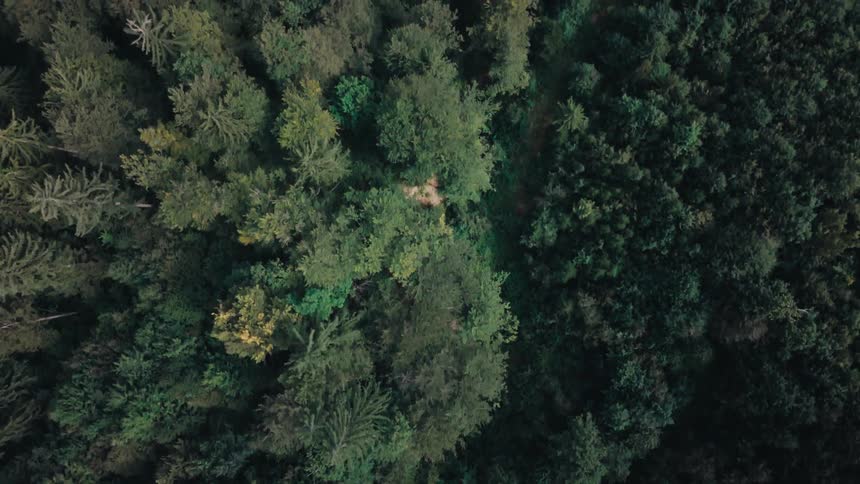 The dense forest has a small path