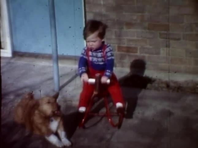 A dog tries to play with a little kid