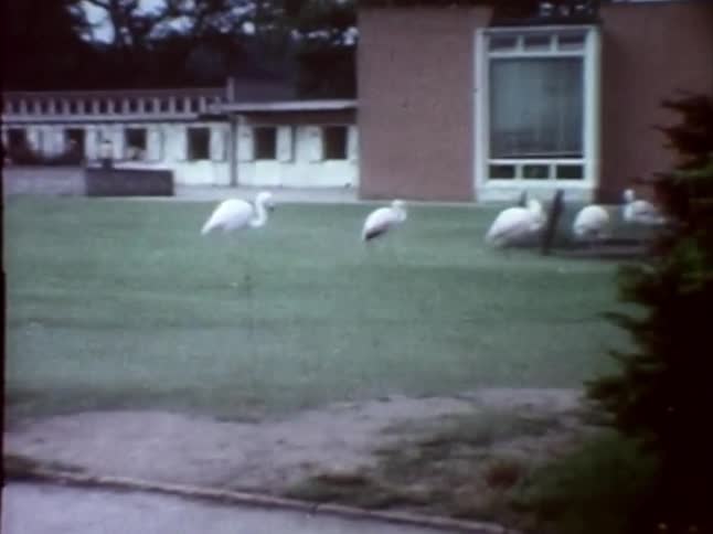 Flamingos walking across the lawn
