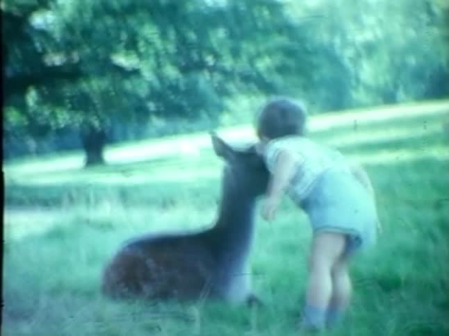 A toddler pets and kisses a resting fawn