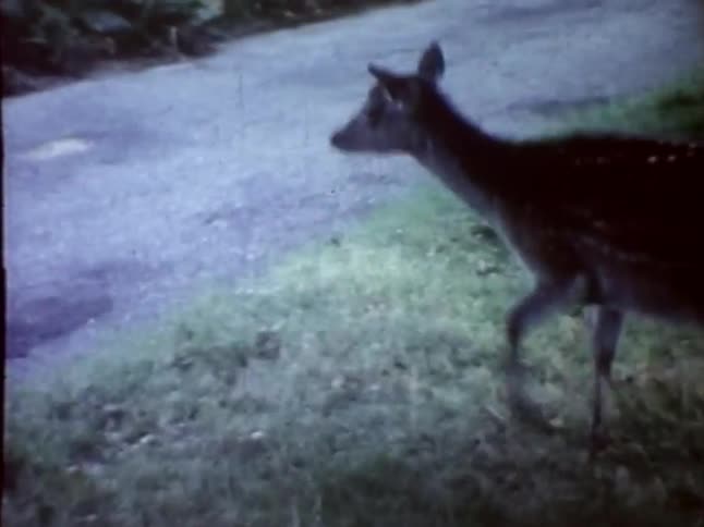 A toddler meets a wild deer